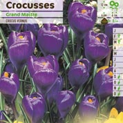 Crocus Mammouth 'Grand Maitre'